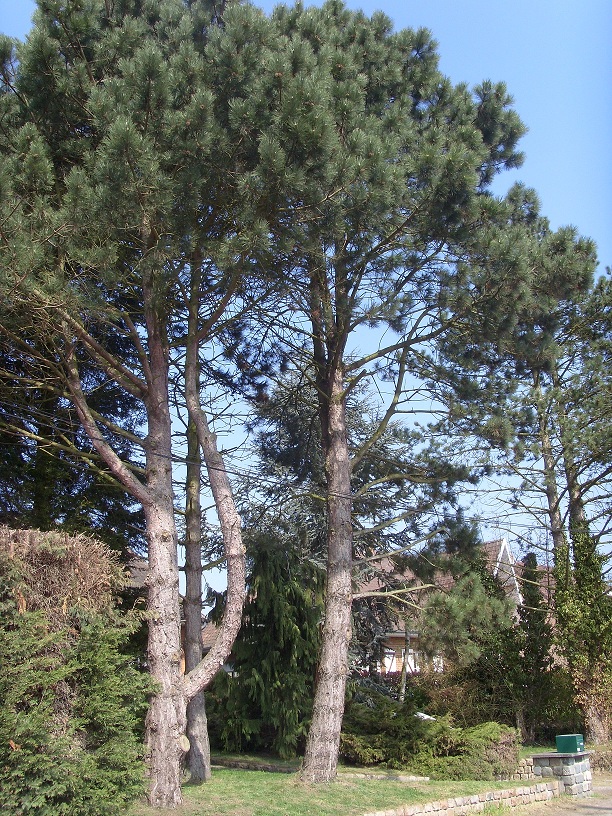 Avant1